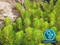 Preview: Tausendblatt - Myriophyllum hippuriodes
